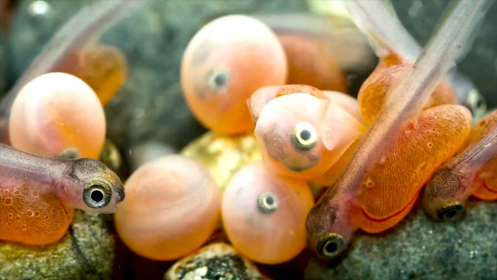 Salmon-Eggs-scaled-1.jpg
