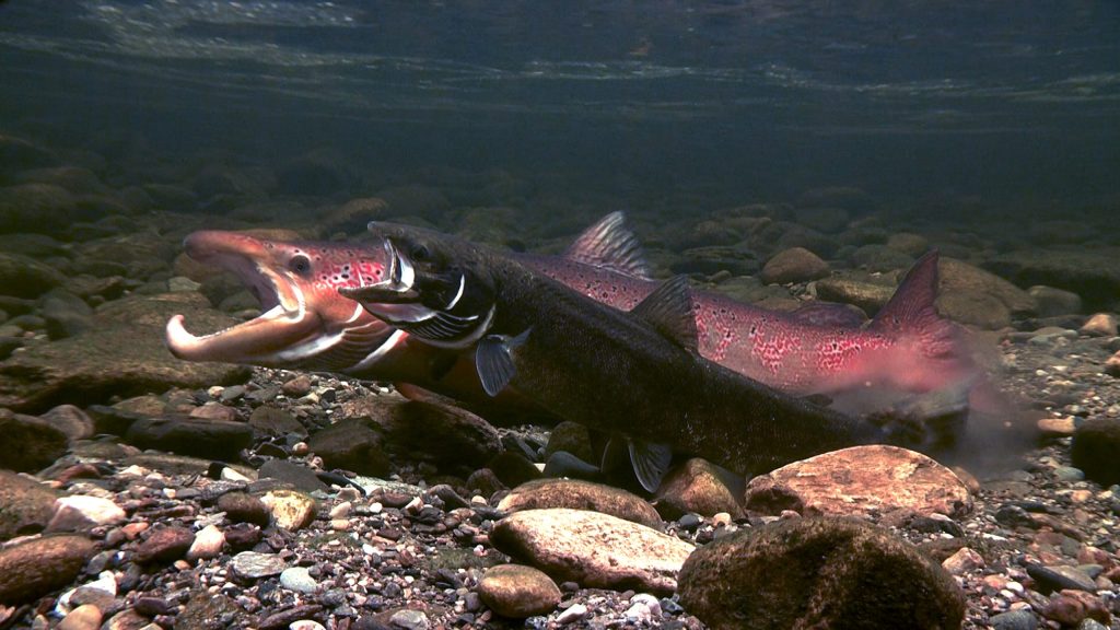 Salmon-Spawning-scaled-1.jpg
