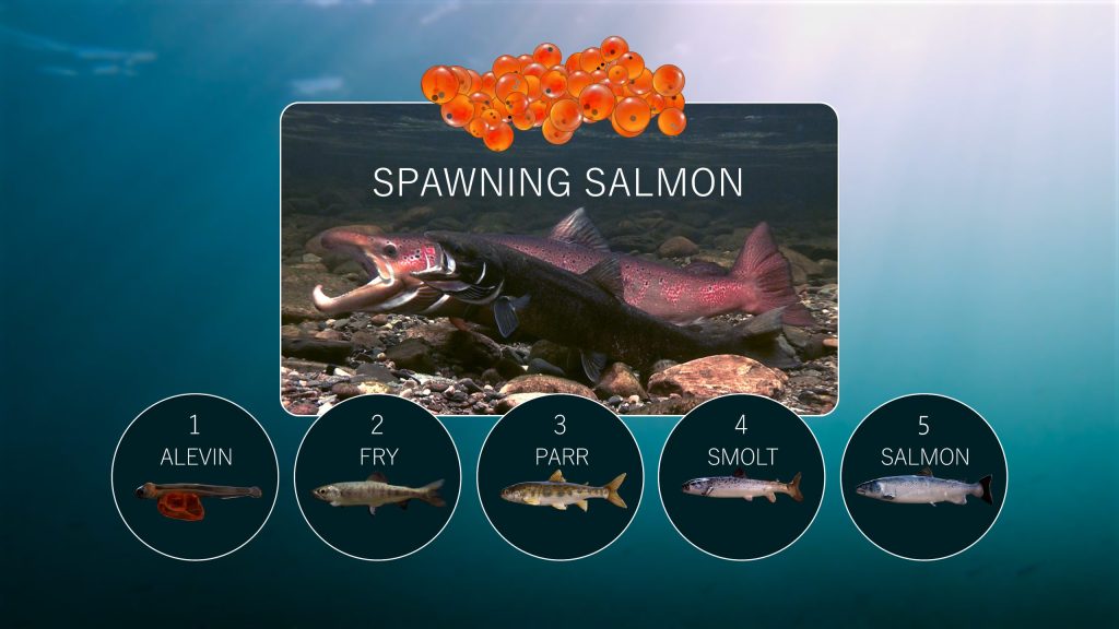 Spawning-Salmon-Animation-scaled-1.jpg