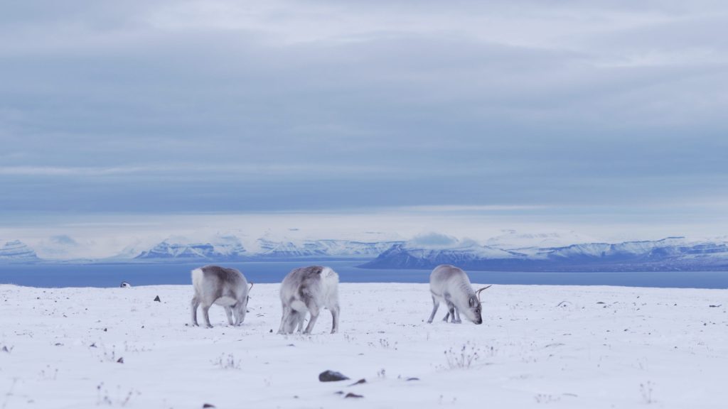 Svalbard-2-scaled-1.jpg